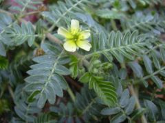 Leaves and flower