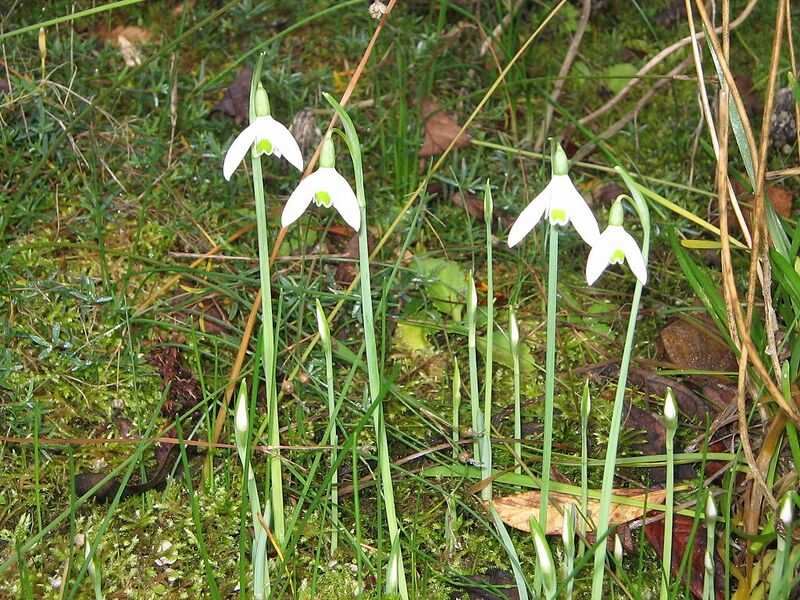 File:1024px-Galanthus reginae-olgae02.jpg
