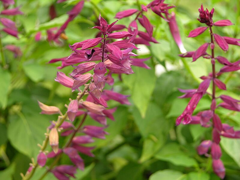 File:1024px-Salvia splendens 'Paul' Flowers 3264px.jpg