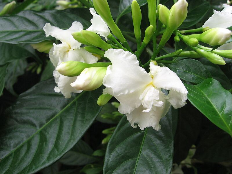 File:1024px-Tabernaemontana divaricata - JBM.jpg