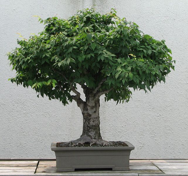 File:1094px-Japanese Zelkova, 1895-2007.jpg