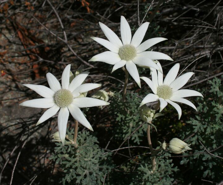 File:1232px-Flannel Flowers.jpg