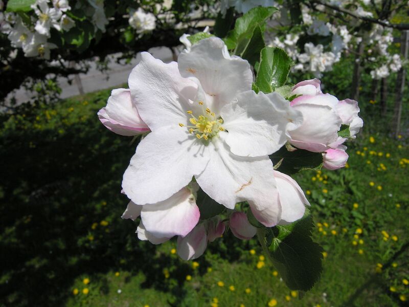 File:1280px-Apple tree flower.jpg