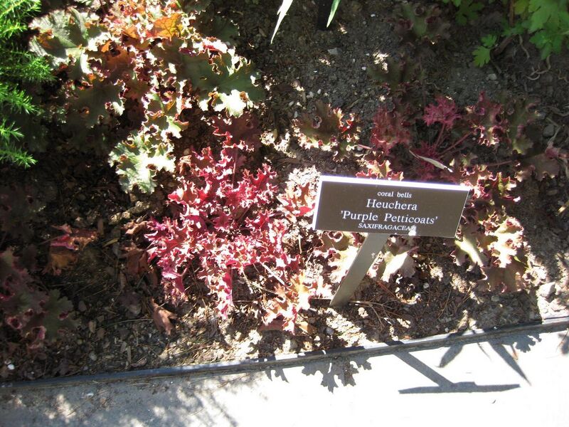 File:1280px-IMG 0108 nybg09.jpg