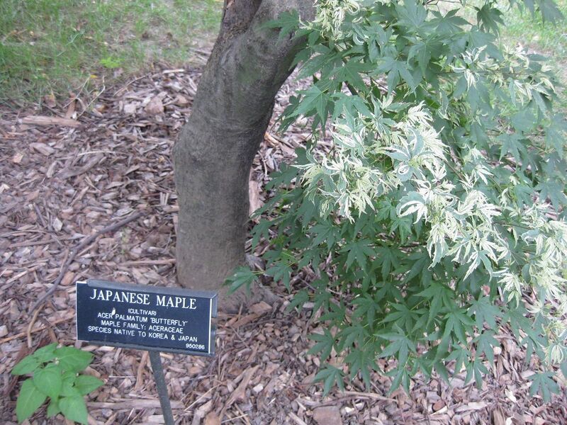 File:1280px-IMG 1317 bbg09.jpg