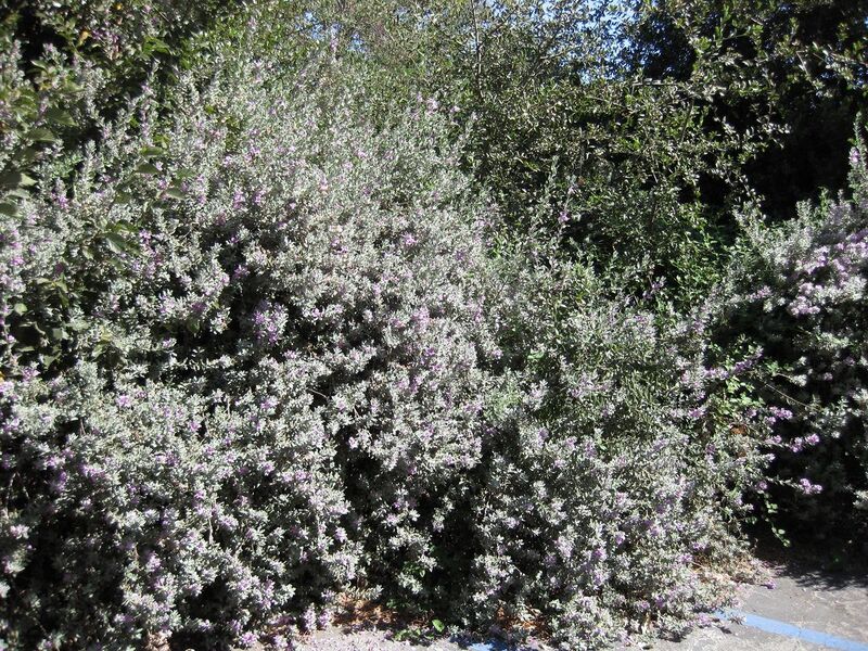 File:1280px-IMG 1693 hunt09oct.jpg