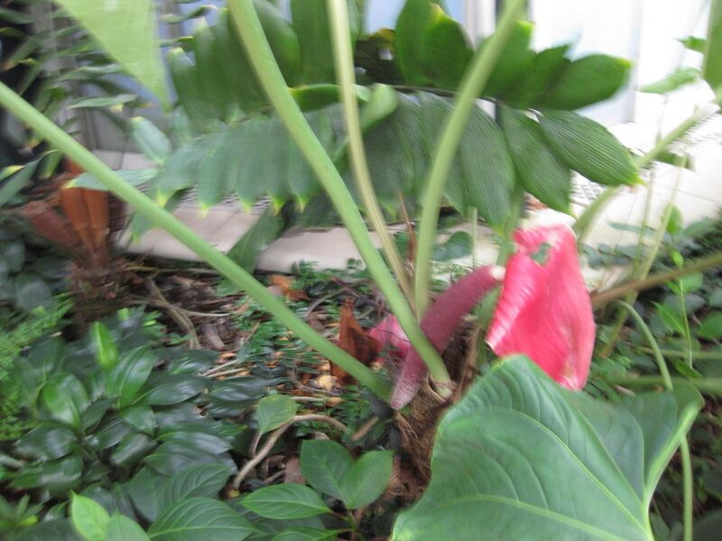 File:1280px-IMG 1813 hunt09oct.jpg