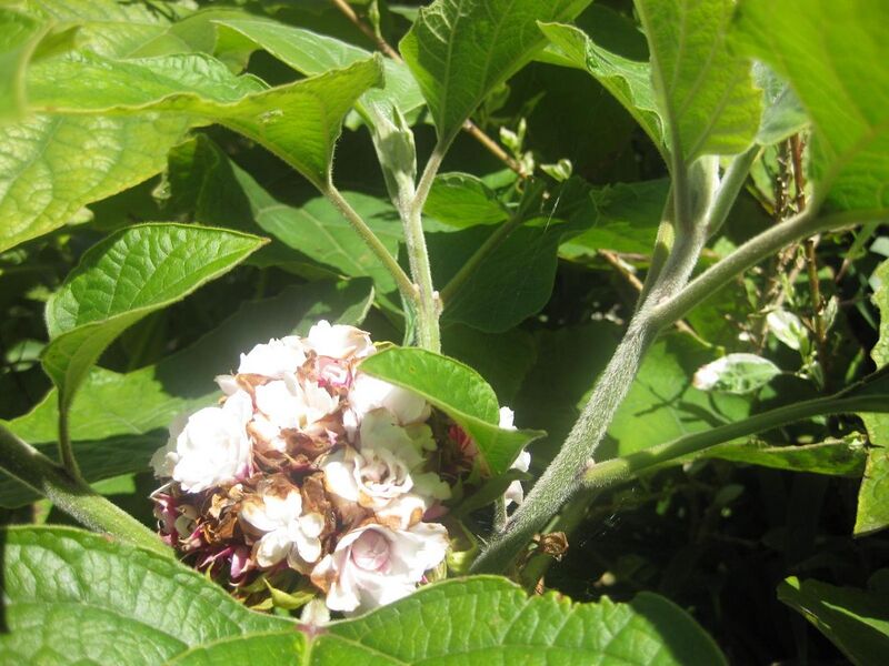 File:1280px-IMG 2000 hunt0903.jpg