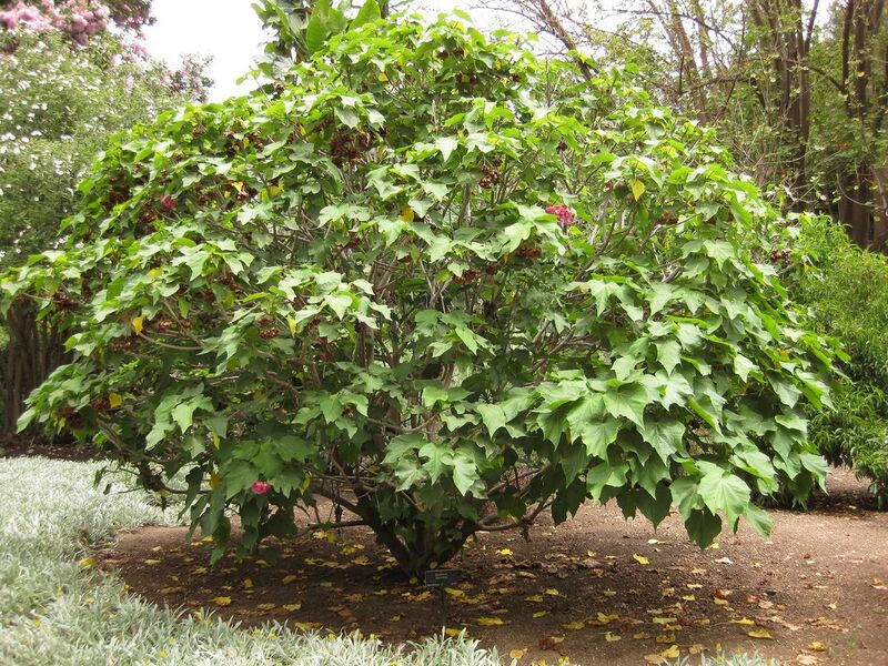 File:1280px-IMG 7172 hunt09jun.jpg