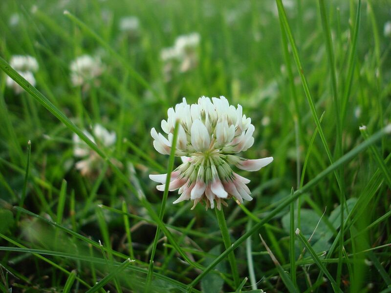 File:1280px-Trifolium repens macro.jpg