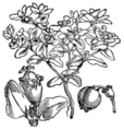 Thumbnail for version as of 09:14, 29 April 2025