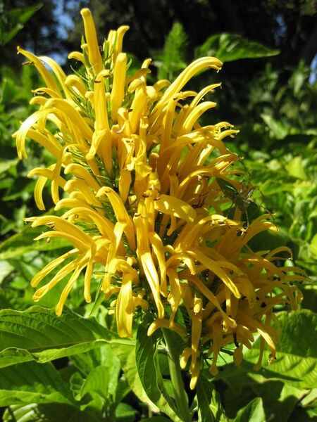 File:576px-IMG 2001 hunt09oct.jpg