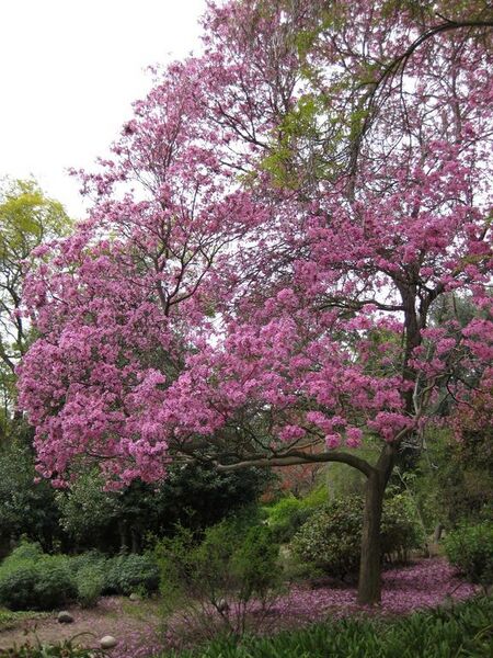 File:576px-IMG 5047 hunt0904.jpg