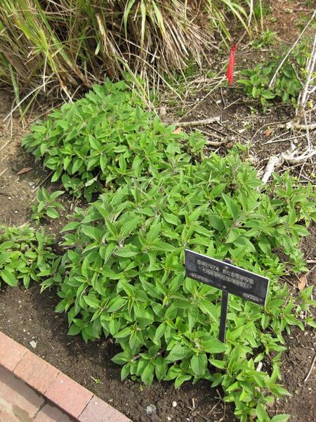 File:576px-IMG 5317 hunt0904.jpg