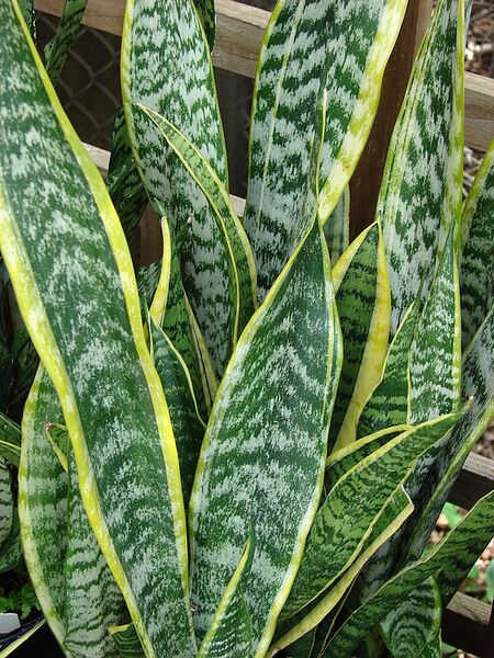 File:576px-Starr 070906-9017 Sansevieria trifasciata.jpg