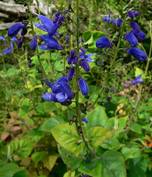 File:660px-Salvia cacaliaefolia 1.jpg