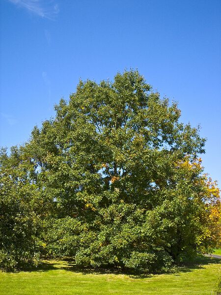 File:768px-Quercus velutina 001.jpg