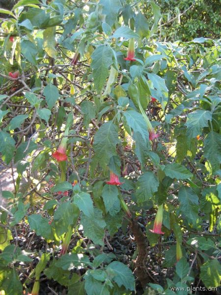 File:Brugmansia sanguinea-pasachoa-IMG 7051 sfbg0308.jpg