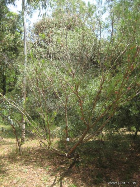 File:Calothamnus asper-IMG 3035 lokrun.jpg