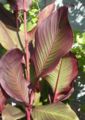 Canna (Foliage Group) 'Auguste Ferrier'
