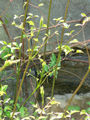 Thumbnail for version as of 22:55, 23 January 2008