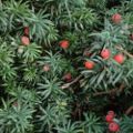 Foliage of Irish Yew; note the leaves spreading all round the erect shoots