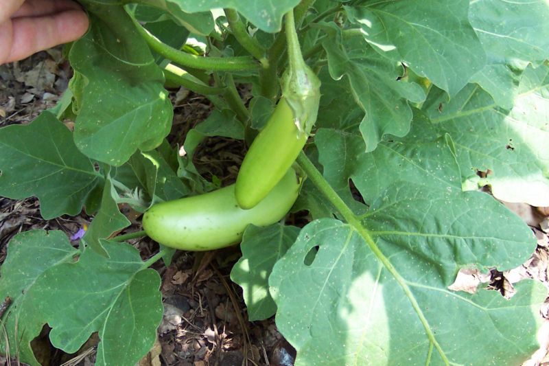 File:Green Goddess.jpg