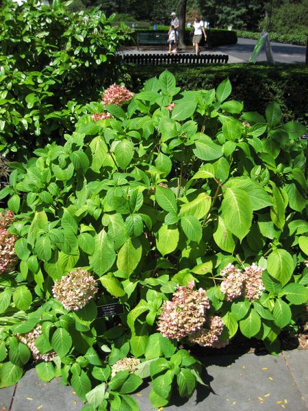 File:IMG 0051 nybg09.jpg