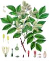 19th century illustration of Manna Ash (Fraxinus ornus)
