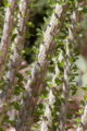 Closeup of ocotillo leaves.