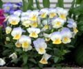 Thumbnail for version as of 16:44, 22 November 2008