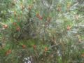 pinus michoacana