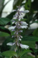 Thumbnail for version as of 03:37, 14 June 2007