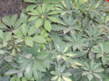 Schefflera