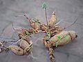 Roots of Trichosanthes cucumeroides