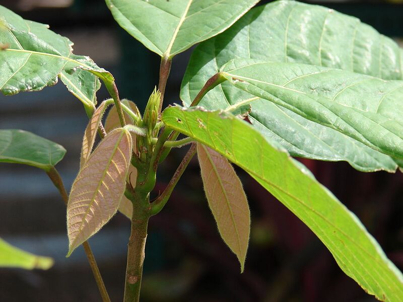 File:1024px-Starr 070906-8365 Theobroma cacao.jpg