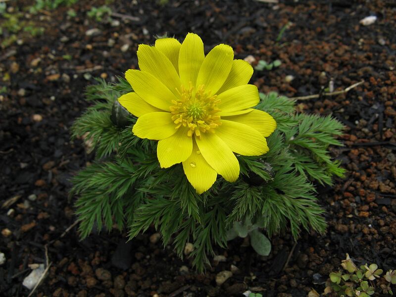 File:1280px-Adonis ramosa3.jpg