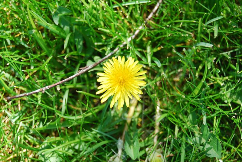 File:1280px-Dandelion2500ppx.JPG