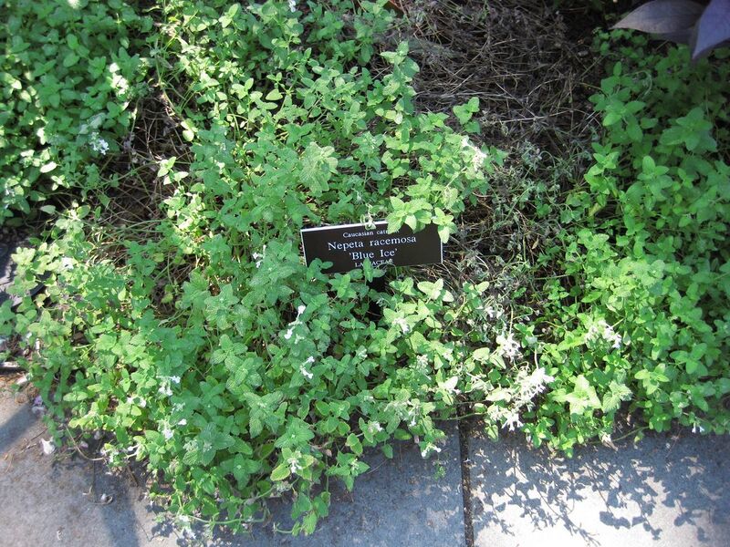 File:1280px-IMG 0194 nybg09.jpg