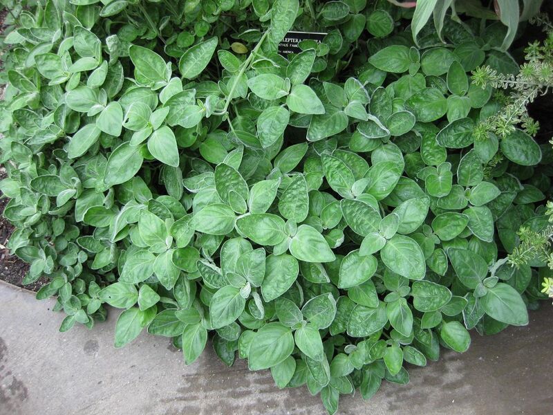 File:1280px-IMG 1242 bbg09.jpg