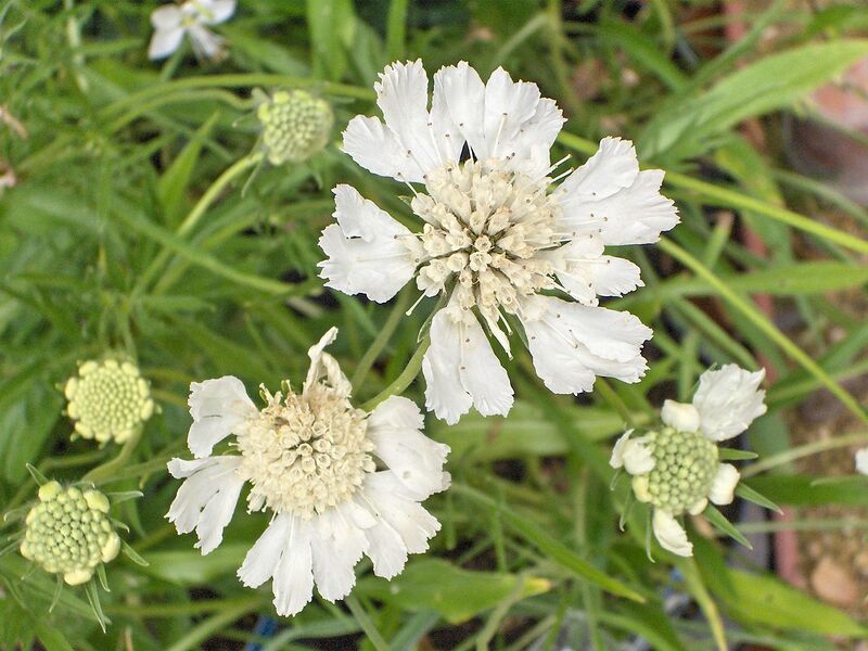 File:1280px-Scabiosa caucasica Perfecta.JPG