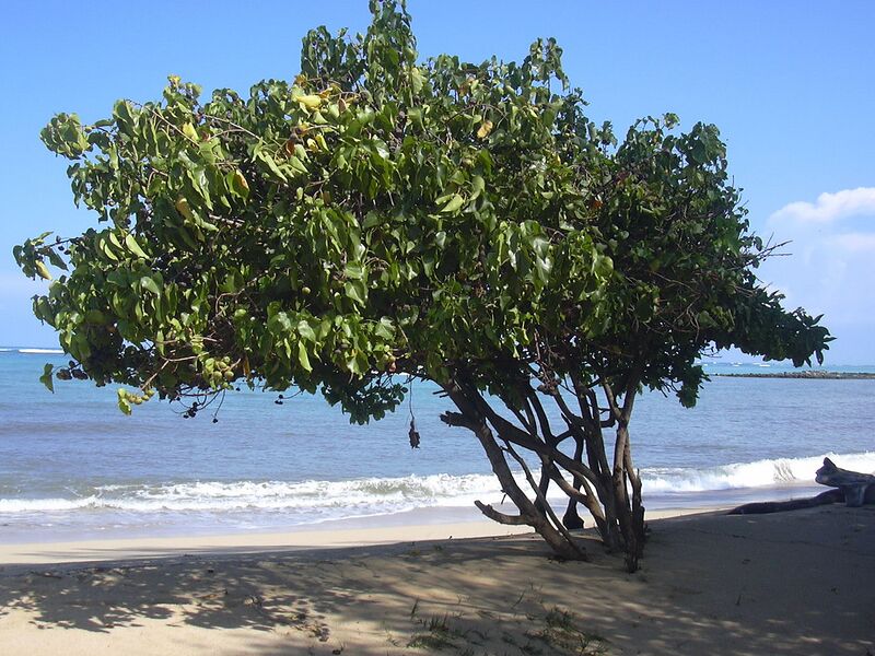 File:1280px-Starr 040125-0061 Thespesia populnea.jpg