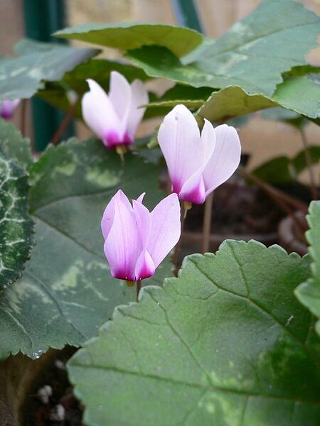 File:576px-Cyclamen rohlfsianum02.jpg