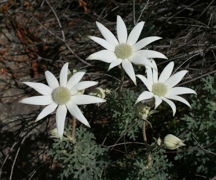 File:924px-Flannel Flowers.jpg