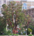 Arbutus menziesii—full tree