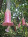 Brugmansia vulcanicola