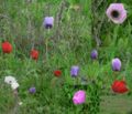 Thumbnail for version as of 13:06, 15 May 2009
