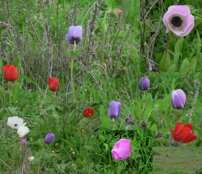 File:Field-of-various-color-kalanit02.jpg