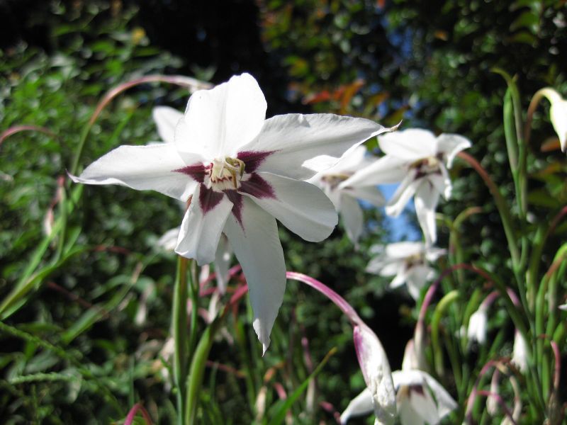 File:IMG 0322 nybg09.jpg