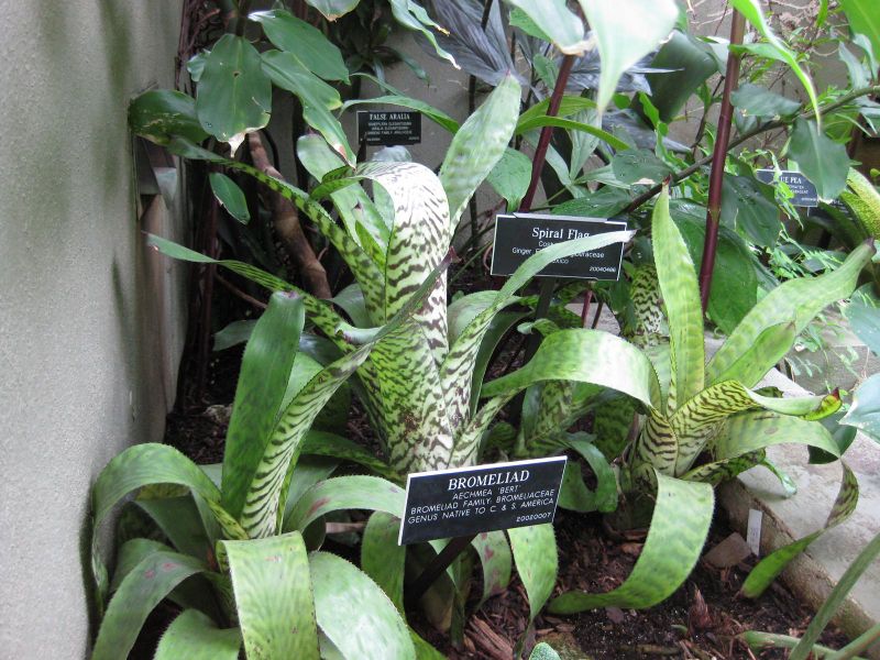 File:IMG 1044 bbg09.jpg